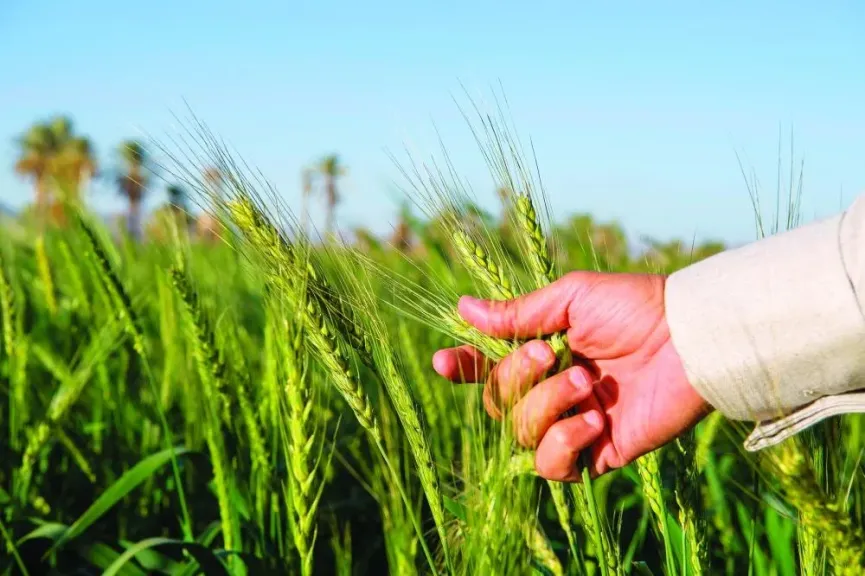 التقلبات الجوية تمنح المزارعين فرصة ذهبية بعد تراجع تأثير المنخفض البارد