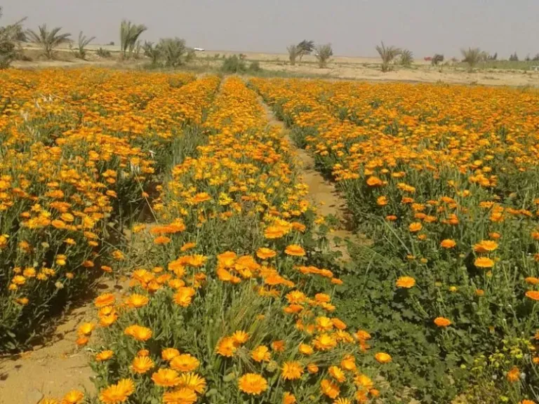 روشتة النجاح في زراعة النباتات الطبية والعطرية للموسم الصيفي