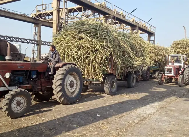 «القابضة الغذائية»: توريد 2.491 مليون طن قصب لمصانع السكر والصناعات التكاملية