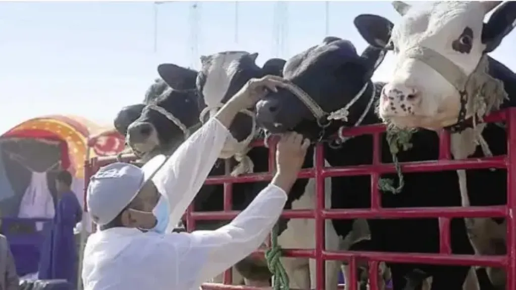 صحة الحيوان: التكنولوجيا تصنع فارقًا والمربين مستفيدون