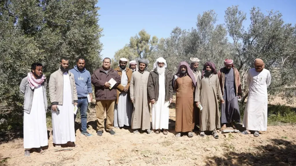 روشتة علمية لتعزيز تزهير الزيتون ومواجهة الملوحة