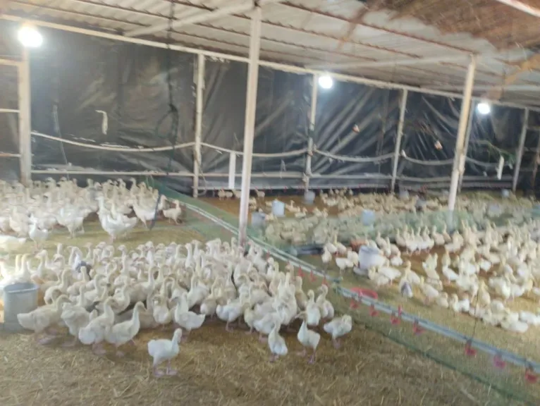 ”الزراعة” تستعرض جهود حماية الثروة الداجنة في مصر.. وترد على شائعات ”النفوق غير الطبيعي”