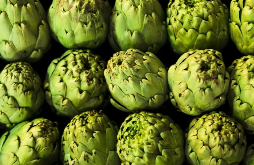 لرفع جودته للتصدير.. خدمة الخرشوف في الأراضي القديمة