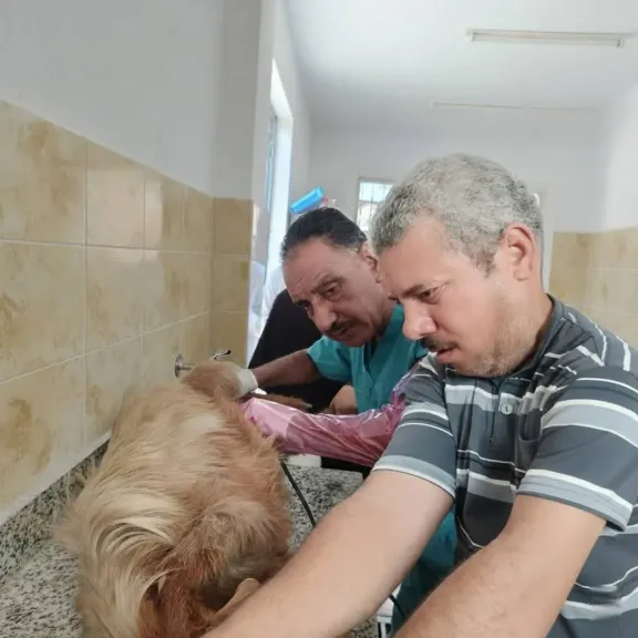 عيادات بيطرية في جامعة الإسكندرية لخدمة الحيوانات الأليفة