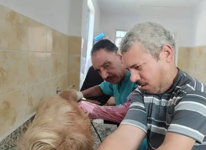 عيادات بيطرية في جامعة الإسكندرية لخدمة الحيوانات الأليفة