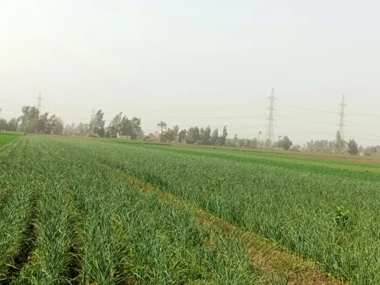 البصل الذهبي يتصدر زراعات المنوفية هذا العام