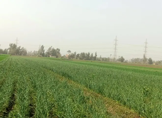 البصل الذهبي يتصدر زراعات المنوفية هذا العام