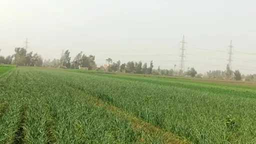 البصل الذهبي يتصدر زراعات المنوفية هذا العام