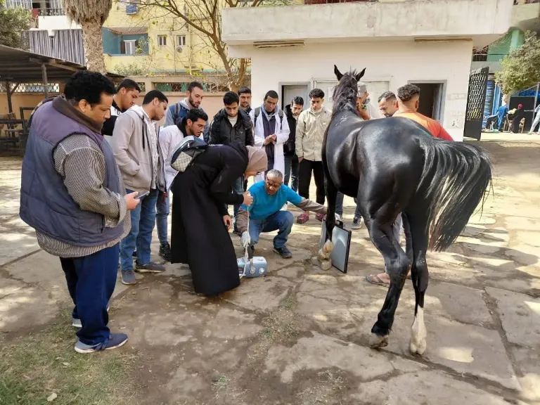 بيطري بنها يواصل قوافلها لدعم الفصيلة الخيلية