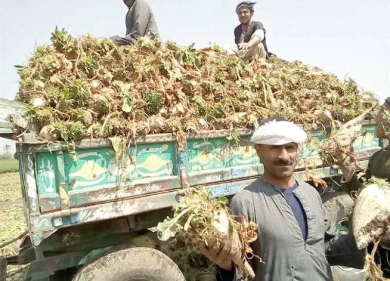 انطلاق موسم توريد البنجر في المنيا.. ومصانع أبوقرقاص تبدأ الإستلام