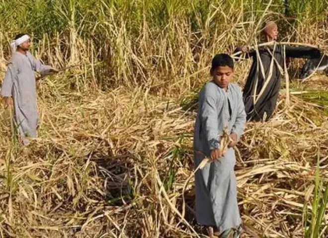 برلماني يحذر من انفجار أزمة مستحقات القصب