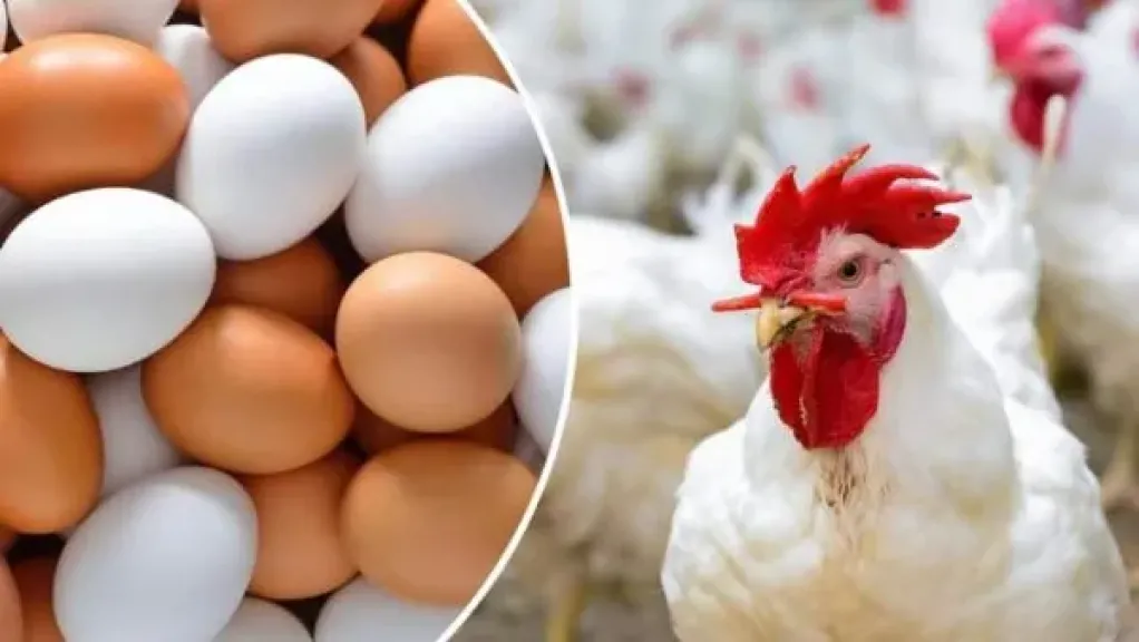 الثروة الحيوانية: إنتاج الدواجن يرتفع 14% ليصل إلى 1.6 مليار طائر