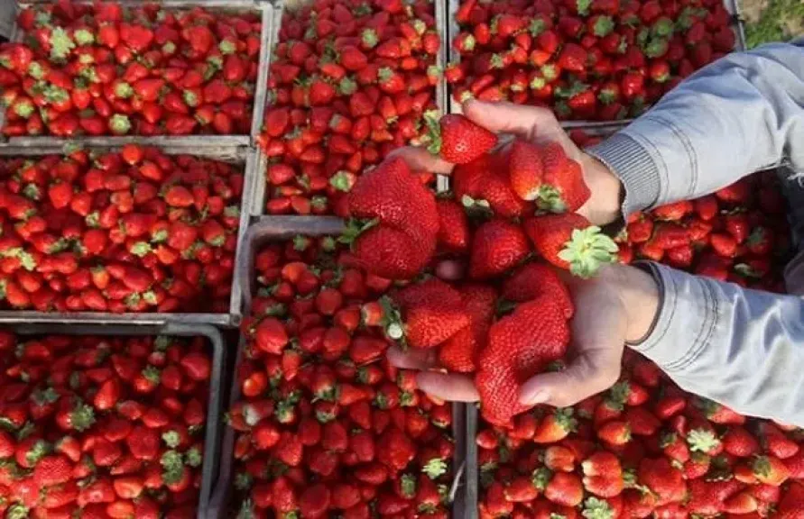 «الزراعة»: منظومة التكويد للفراولة تمنح الصادرات المصرية شهادة ثقة دولية