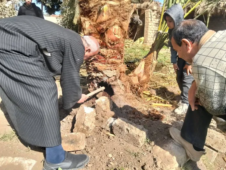 تكثيف الرصد والمتابعة لحماية زراعات النخيل بسوهاج