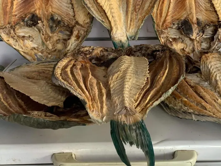 انطلاق موسم سمك البكالا استعدادًا لعيد الفطر