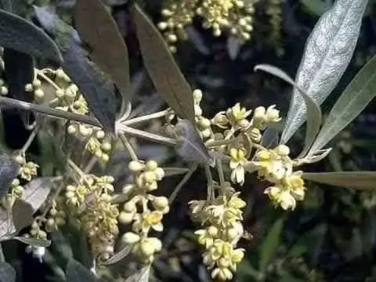 فوائد رش البورون ووقت إضافته والطريقة المناسبة لاستخدامه