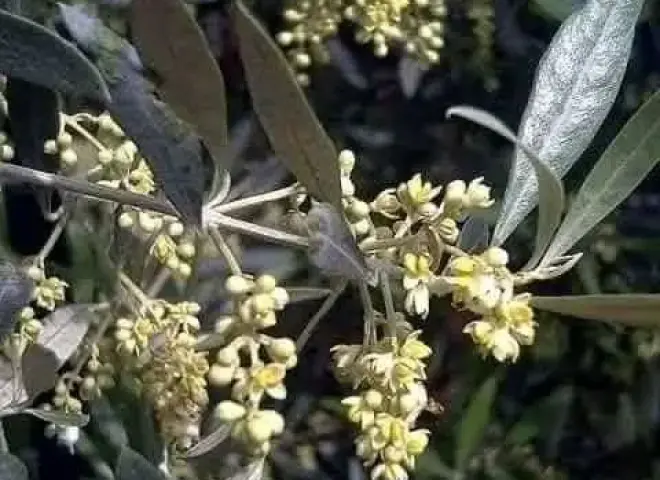 فوائد رش البورون ووقت إضافته والطريقة المناسبة لاستخدامه