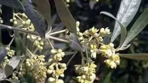 فوائد رش البورون ووقت إضافته والطريقة المناسبة لاستخدامه