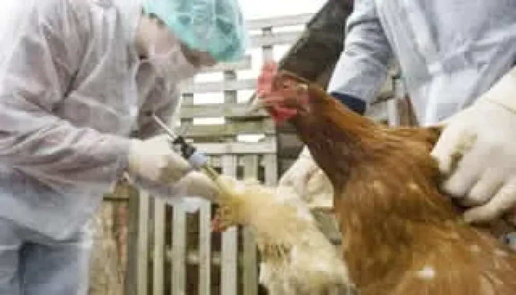 أنفلونزا الطيور.. خطة شتوية لحماية مزارع الدواجن واستقرار السوق