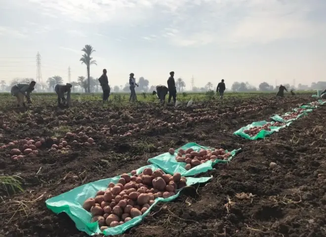 خدمة البطاطس بين العروات الثلاث… توصيات فنية لضمان محصول وفير وجودة عالية