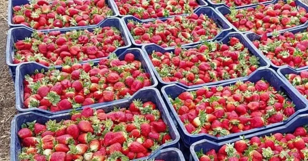 زراعة الفراولة بالهيدروبونيك تفتح آفاقاً جديدة للاستثمار