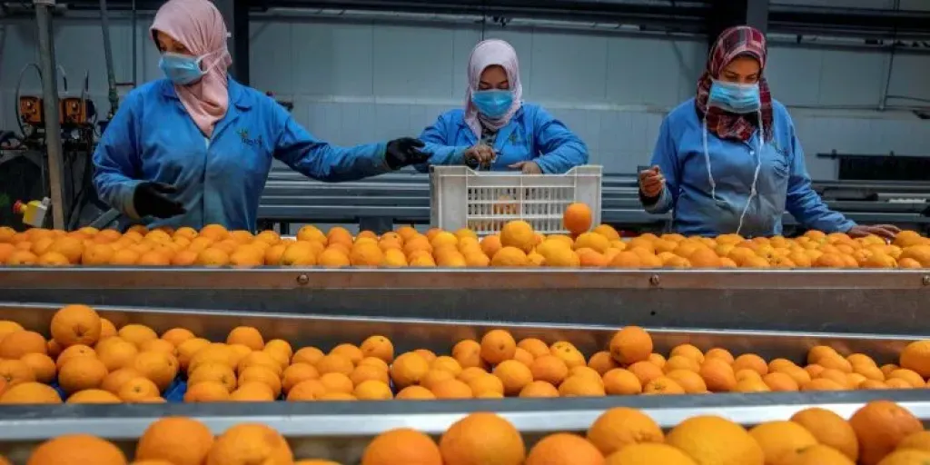 صادرات الحاصلات الزراعية المصرية تخسر أسواق الخليج