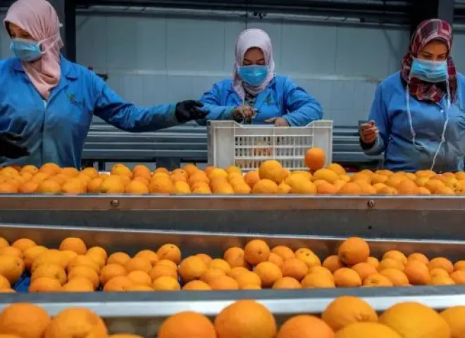 صادرات الحاصلات الزراعية المصرية تخسر أسواق الخليج