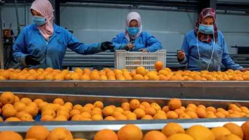 صادرات الحاصلات الزراعية المصرية تخسر أسواق الخليج