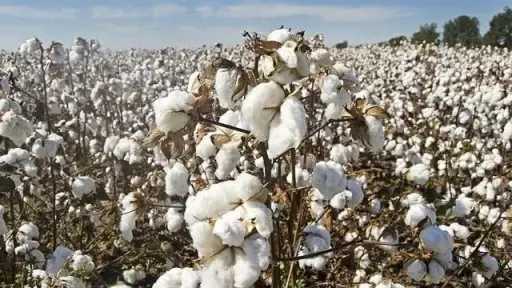 مبكرة النضج وموفرة للمياه.. ”الزراعة” تعلن خريطة أصناف القطن المعتمدة لموسم 2026
