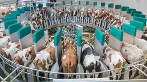 مليارات جديدة لتمويل مشاريع الثروة الحيوانية والبتلو