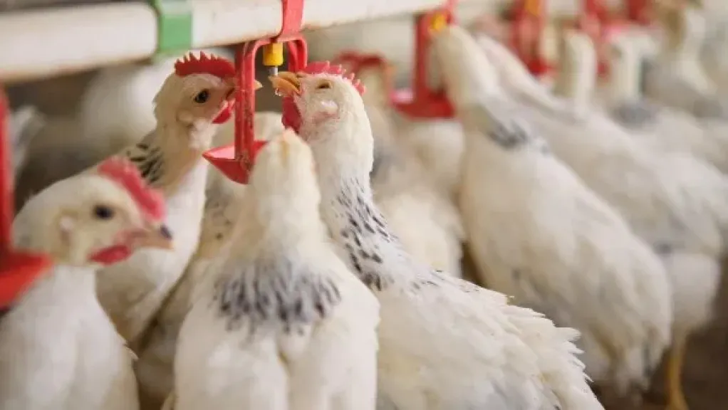 رئيس شعبة الدواجن يوضح موقف السوق من حرب إيران