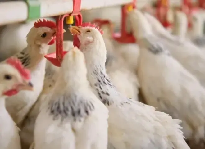 رئيس شعبة الدواجن يوضح موقف السوق من حرب إيران