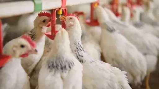 رئيس شعبة الدواجن يوضح موقف السوق من حرب إيران