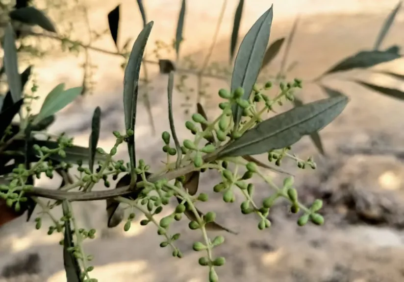 إسبوع بارد يهدد تزهير الزيتون والموالح والمانجو