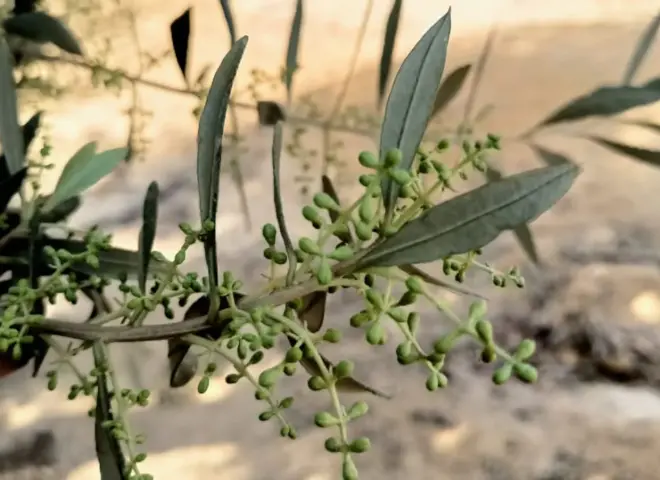 إسبوع بارد يهدد تزهير الزيتون والموالح والمانجو