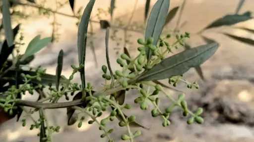 إسبوع بارد يهدد تزهير الزيتون والموالح والمانجو