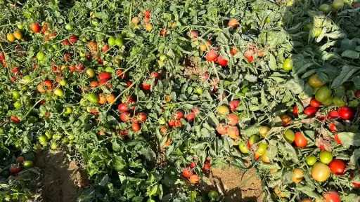 إنتاج تقاوي الخصر لتقليل فاتورة الاستيراد.. تفاصيل