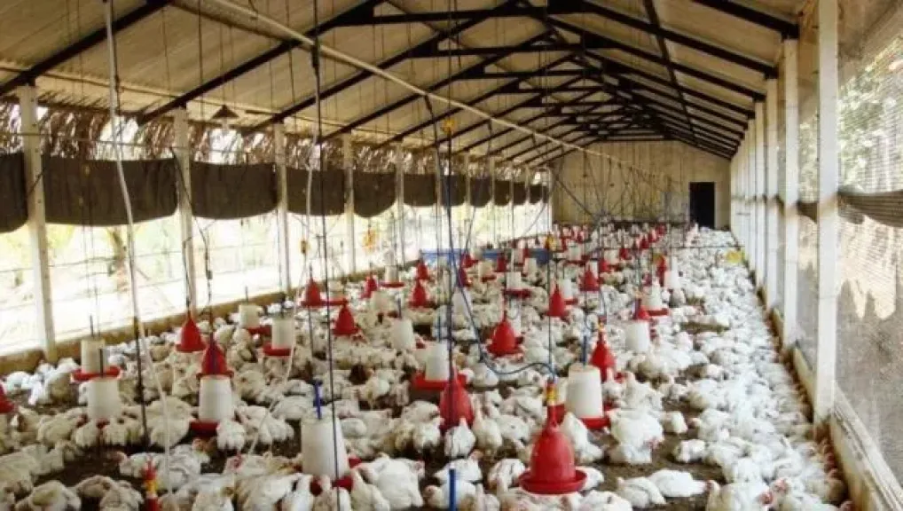 قروض ميسرة لتوسيع مشروعات التربية المغلقة بمزارع الدواجن