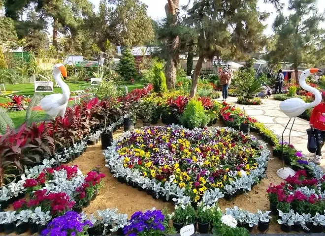 استعدادات مكثفة بالمتحف الزراعي لاستقبال معرض زهور الربيع