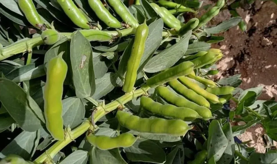 كيف تؤثر التذبذبات الحرارية على إنتاجية المحاصيل الحقلية؟