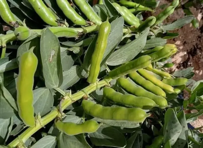 كيف تؤثر التذبذبات الحرارية على إنتاجية المحاصيل الحقلية؟