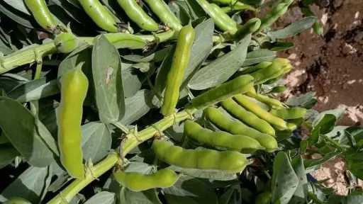 كيف تؤثر التذبذبات الحرارية على إنتاجية المحاصيل الحقلية؟