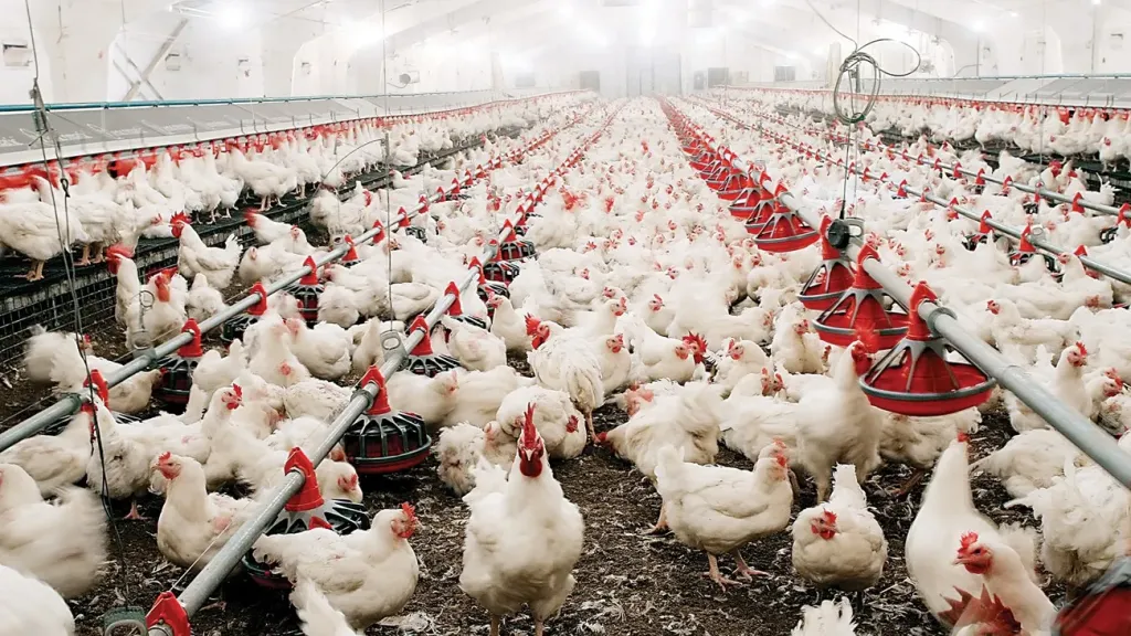 مخاوف تعطل الإمدادات… ومنتجو الدواجن يدقّون ناقوس الخطر