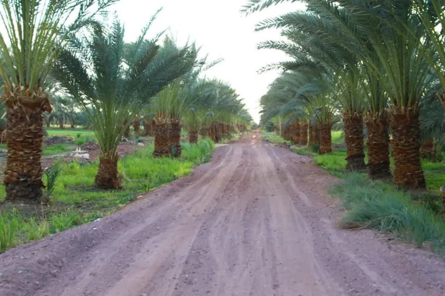 رفع كفاءة مشروعات النخيل والإنتاج الحيواني بالوادي الجديد