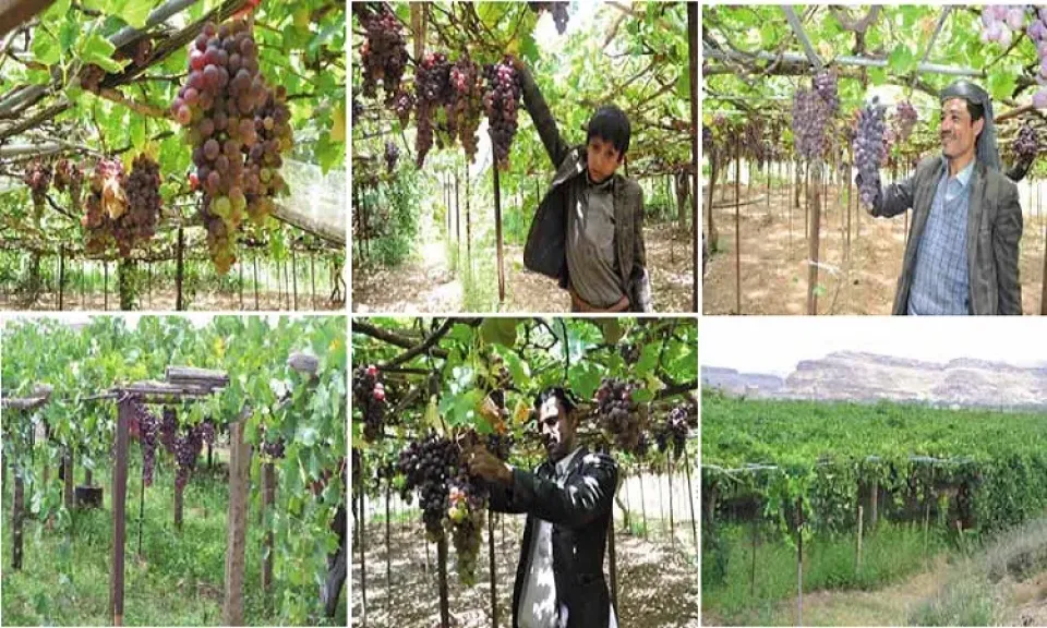 التذبذب الحراري يشعل القلق بين مزارعي الصعيد