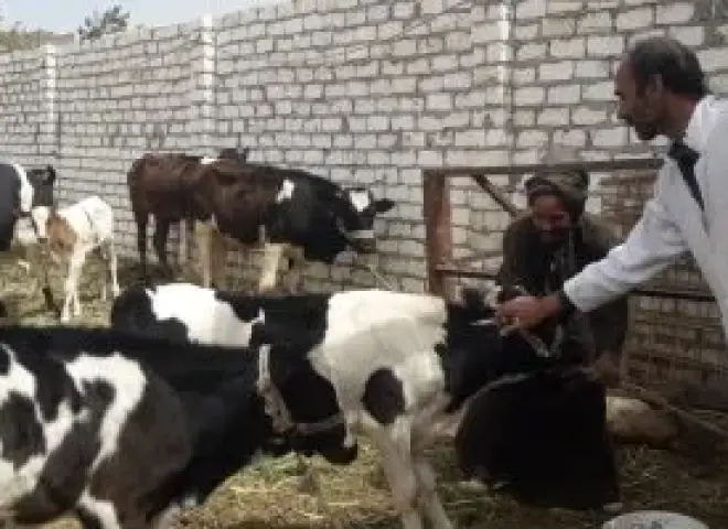 مصر تعلن السيطرة على الحمى القلاعية