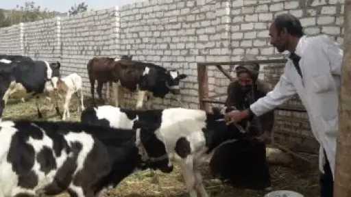 مصر تعلن السيطرة على الحمى القلاعية