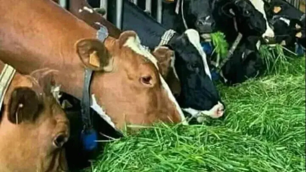 الزراعة تعلن إطلاق منظومة دقيقة لتحليل متبقيات الأعلاف