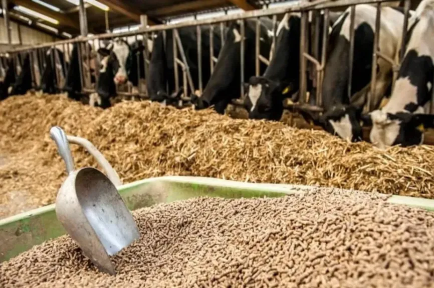 منتجي الدواجن: الحرب ترفع أسعار الأعلاف 300 جنيه يوميًا