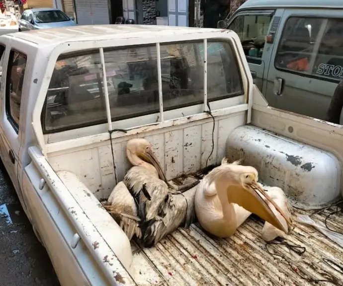 جدل في الزقازيق بعد مصادرة ”بجعتين” من أمام محل أسماك شهير